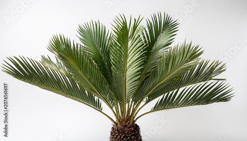Cycas Revoluta Sago Palm N Isolated Plant On White Background