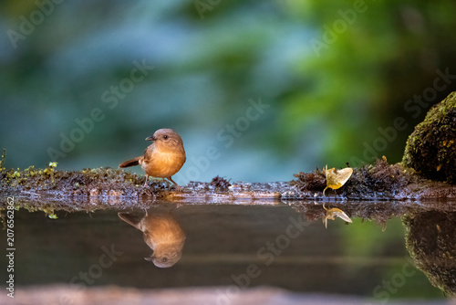A stunning, crisp side profile of a colorful male Blue-throated Blue Flycatcher wading in a shallow pool of forest water. A pristine, clear mirror reflection tracks the bird's e