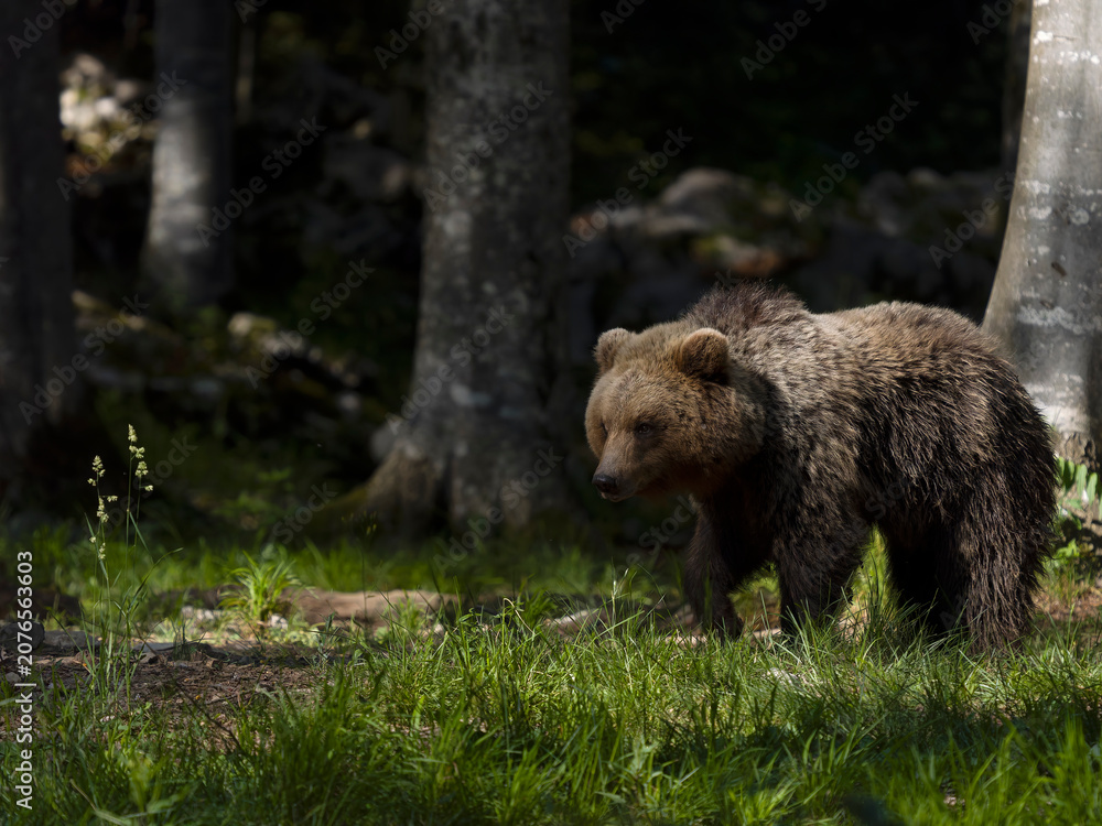 Obraz premium European brown bear, Ursus arctos arctos
