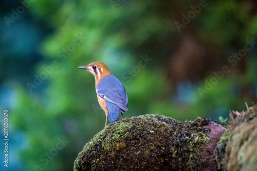 A vibrant side profile shot of an Orange-headed Thrush displaying its striking blue-grey wings, orange underparts, and distinct facial markings. The bird is standing on a 