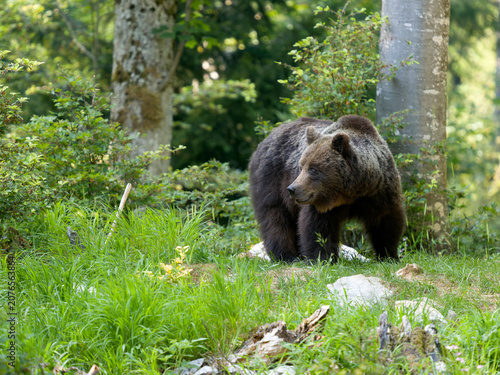 Foto European brown bear, Ursus arctos arctos