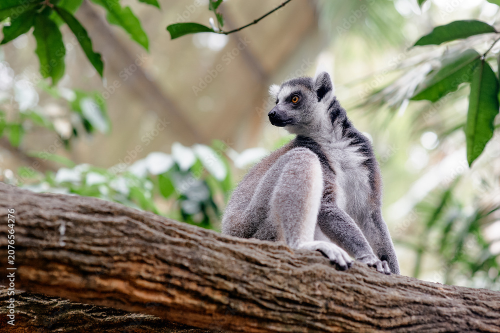 Fototapeta premium Ring tailed lemur sitting on tree branch in tropical enclosure.