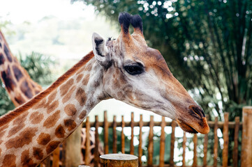 Close-up portrait of giraffe head and neck with patterned skin in zoo environment.
