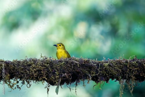 Vibrant yellow-browed bulbul (Acritillas indica) perched beautifully over a mossy surface in its natural forest habitat. Sharp feather details, striking dark eye, and soft-focus green background ideal
