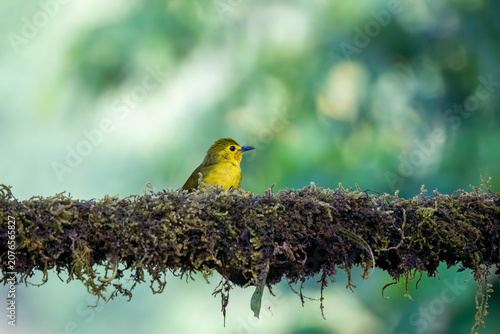 Vibrant yellow-browed bulbul (Acritillas indica) perched beautifully over a mossy surface in its natural forest habitat. Sharp feather details, striking dark eye, and soft-focus green background ideal