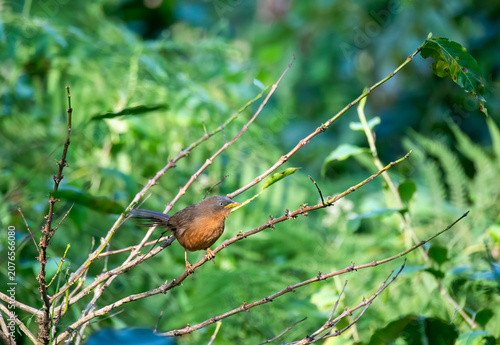 A sharp side profile photograph of a Rufous Babbler showcasing its characteristic yellow beak, greyish head, and warm rufous plumage. The endemic songbird is standing on a lush, moss-c