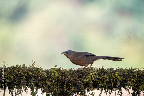 A sharp side profile photograph of a Rufous Babbler showcasing its characteristic yellow beak, greyish head, and warm rufous plumage. The endemic songbird is standing on a lush, moss-c
