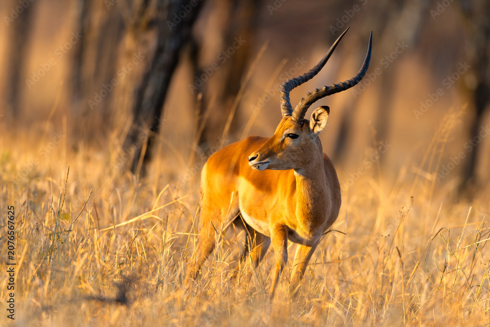 Foto impala in the savannah