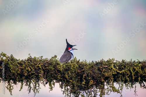A captivating wildlife moment showing an adult Red-whiskered Bulbul carefully feeding its begging fledgling chick. The parent displays its signature tall crest and bright red chee