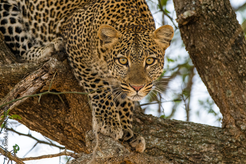 Konstfotografi leopard in the tree