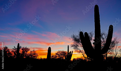 Saguaro cacti and mesquite trees are silhouetted against a brilliant sunset sky in the desert of Saguaro National Park Rincon district, near Tucson, Arizona.