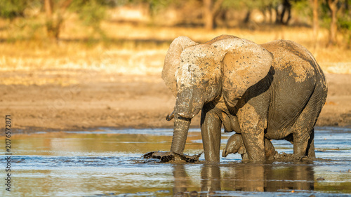 Obraz na płótnie Elephant mum and calf bathing on river