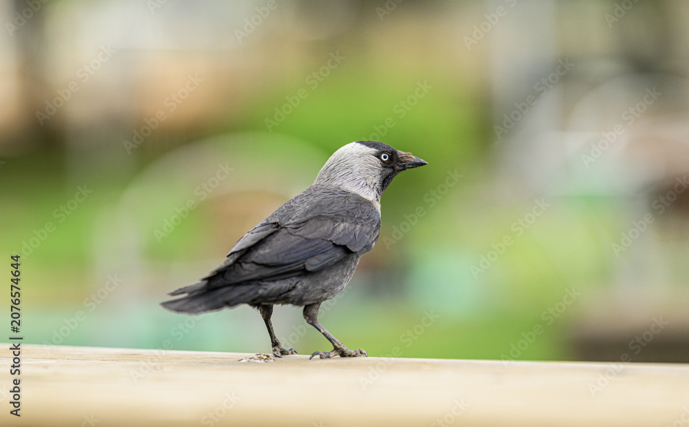 Fototapeta premium Eurasian jackdaw Corvus monedula standing on pale railing.