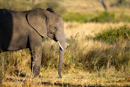 Photography Elephant portrait in the early morning light