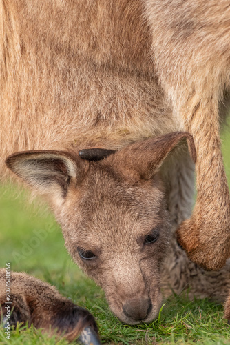 Portrait of a Joey Kangaroo in it's mother's pouch in Tasmania, Australia