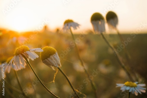 Abstraktes Motiv mit weißen Sonnenhut-Blumen vor Blumenwiese und Himmel bei Abendrot in der Natur im Sommer