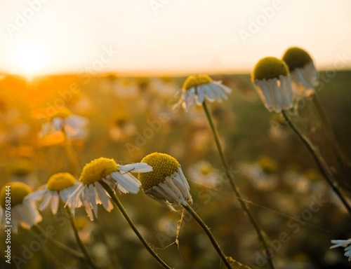 Abstraktes Motiv mit weiß-gelben Sonnenhut-Blumen vor Wiese und Himmel bei Sonnenuntergang in der Natur am Abend im Sommer