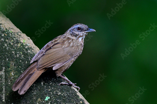 rare bird, Variable Limestone Babbler, Gypsophila crispifrons staring at Tham Khao Wong temple, Uthai Thani, Thailand