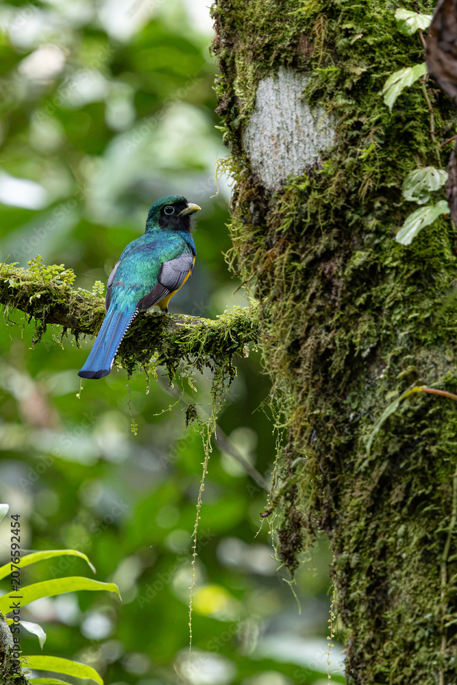 Fototapeta premium Graceful black-throated trogon