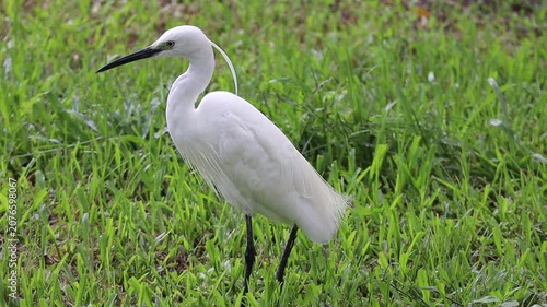 White Egret Standing in Green Grass