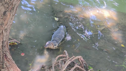 Water Monitor Lizard Resting in Shallow Water Near the Bank