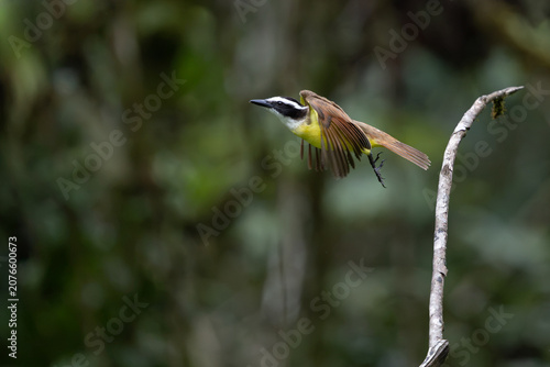 Flying kiskadee with wings spread wide 