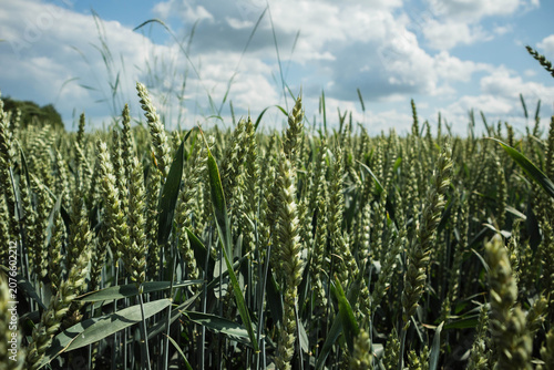 Vibrant Green Wheat Stalks Close-Up under Bright Sunlight, Springtime Nature