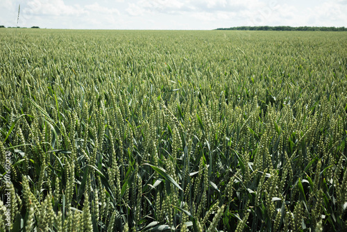 Beautiful Green Wheat Field Landscape with Clear Blue Sky, Rural Countryside