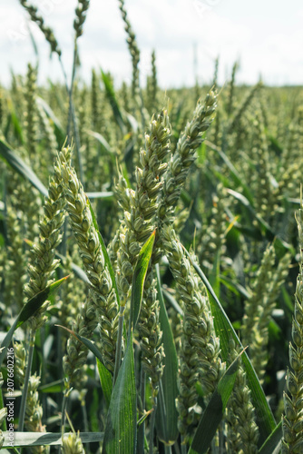 Close Up of Green Wheat Ears Growing in Field, Agriculture Texture Background