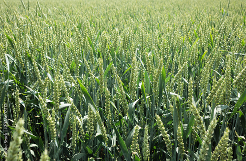 Vast Green Wheat Field in Spring, Endless Agricultural Landscape Background