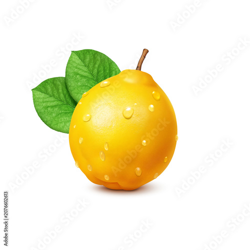 カリン イラスト リアル 花梨