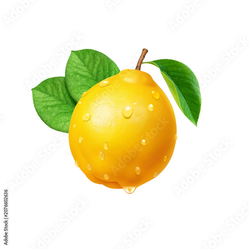 カリン イラスト リアル 花梨