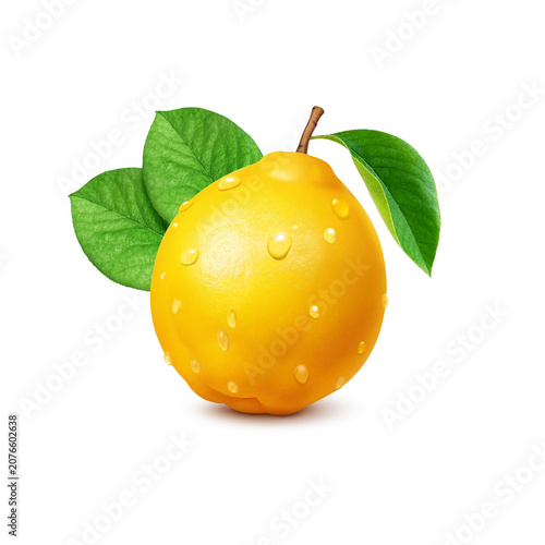 カリン イラスト リアル 花梨