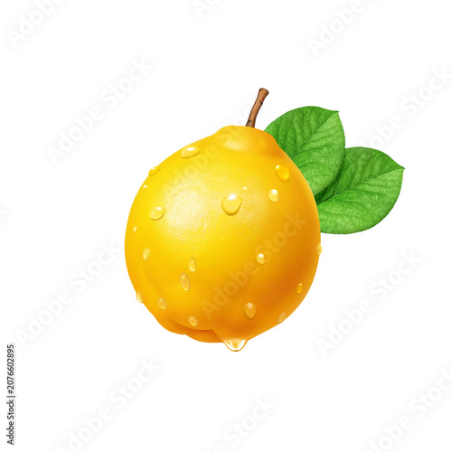 カリン イラスト リアル 花梨