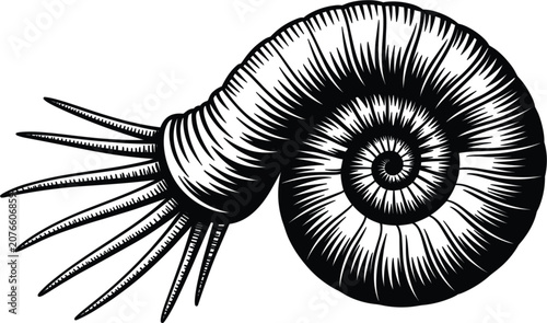 Bild auf Leinwand Vintage engraved ammonite fossil shell spiral marine cephalopod illustration, pr