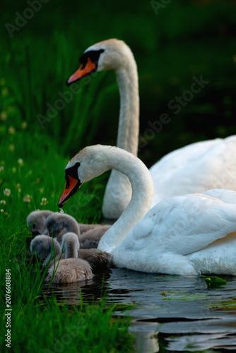 Foto Beautiful wildlife scene showing parental care among graceful mute swans
