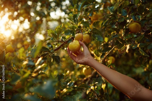 Woman hand reaching to pick golden apple from tree branch, orchard harvest motion