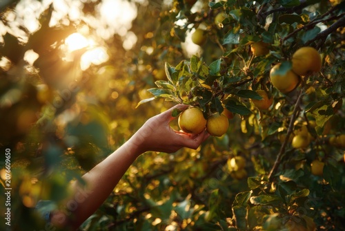 Apple orchard harvest with picker reaching for fruit, autumn harvest moment, warm golden hour lighting, agricultural heritage, farm-to-table concept
