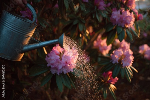 Person using a watering can with a fine rose to shower a rhododendron

