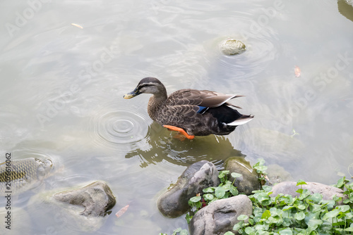 A wild duck walking by the lake.
