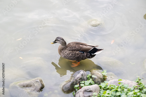 A wild duck walking by the lake.