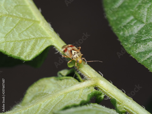 Obraz na plátně Una chinche de la familia Miridae (Lygus) recorre el tallo velloso de una planta; destaca el característico triángulo claro de su escutelo y sus tonos dorados, pardos y rojizos