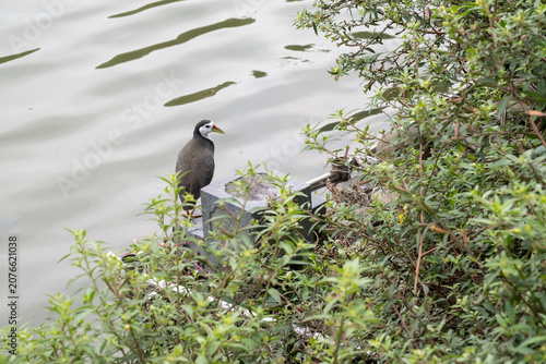 A white-breasted waterhen (Amaurornis phoenicurus) by the lake.