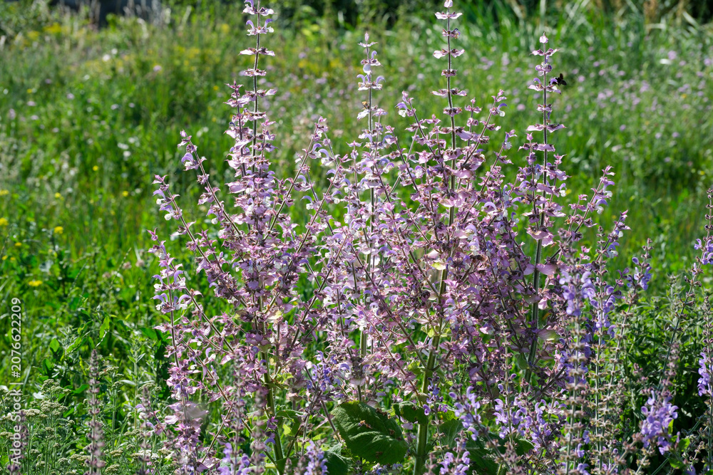 Fototapeta premium Blooming purple flowers dance in the sunlight on a warm spring day