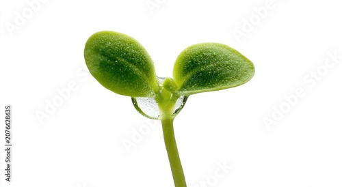 Close-up of a Young Green Plant Sprout with Water Droplets.