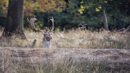 Konstfotografi Fallow Deer Buck with Large Palmate Antlers Peering Over Fallen Log in Autumn Fo