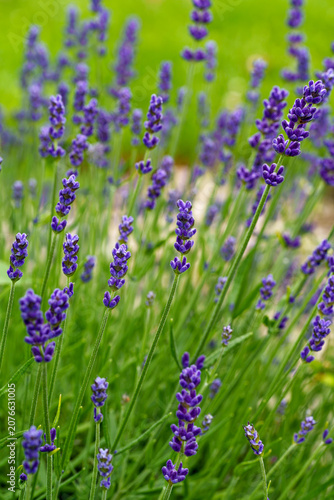 Vertical Close Up of Purple Lavender Flowers in a Green Garden