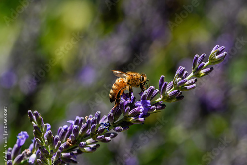 Honeybee which is a member of the genus Apis Asclepias tuberosa on a Lavender flower.  Lavender plants are highly fragrant, drought-tolerant perennials with beautiful purple blooms and are aromatic. 