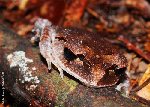 Photography Lowland Litter Frog (Leptobrachium abbotti), Sarawak, Borneo, Malaysia