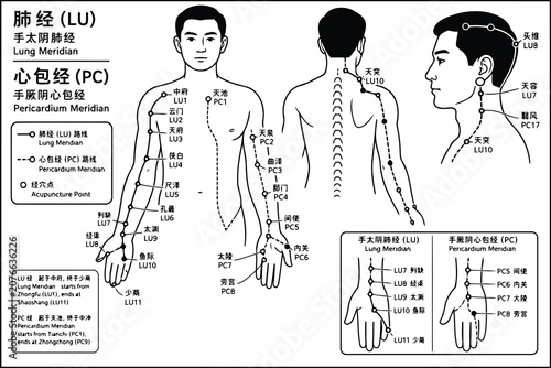 Photos Acupuncture meridian chart showing lung and pericardium points Vector